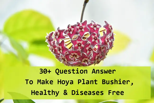 30+ FAQs To Make Hoya Plant Bushier, Healthy & Diseases Free