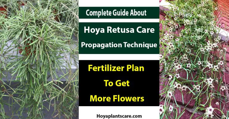 Hoya Retusa Care, Propagation, Fertilization To Get Flowers