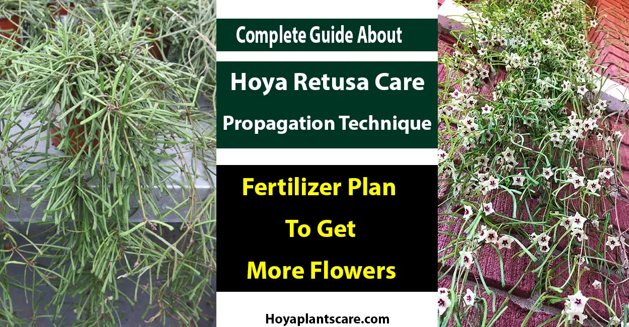 Hoya Retusa Care, Propagation, Fertilization To Get Flowers