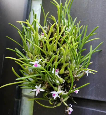 Hoya Retusa, Flowers