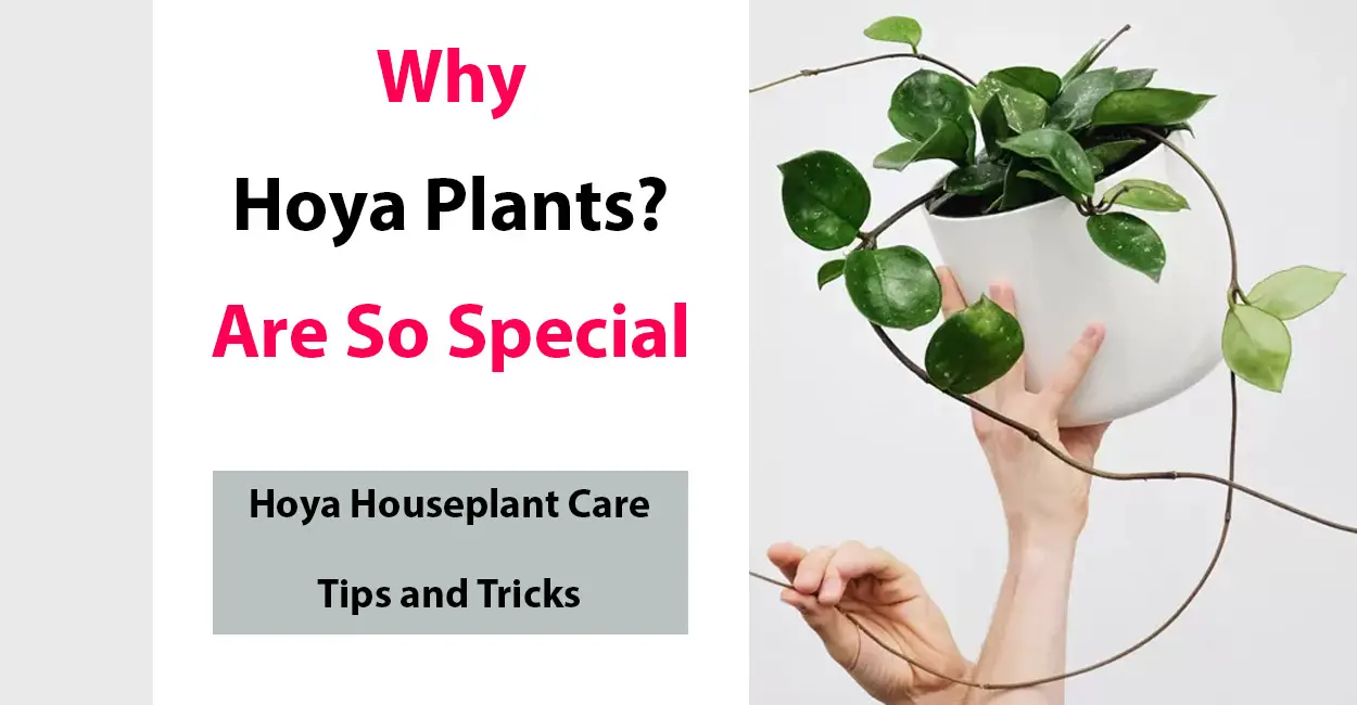 What Is So Special About Hoya Plants?