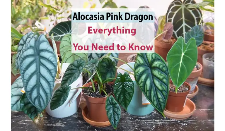 Alocasia PINK DRAGON Variegated