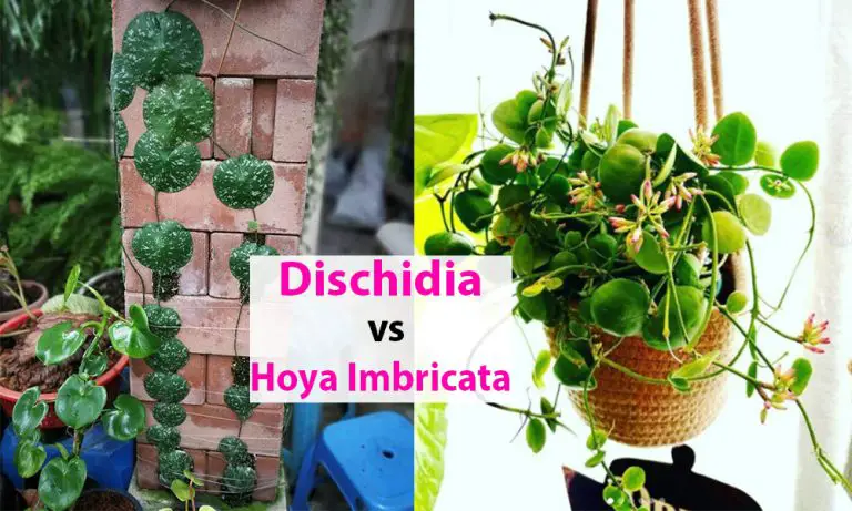 Dischidia Imbricata vs Hoya Imbricata