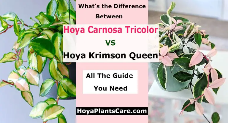 Hoya Carnosa Tricolor vs Krimson Queen What's the Difference