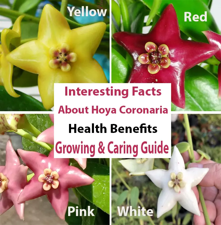 Hoya Coronaria Care Propagation Red flowers White Yellow Pink Growing Guide