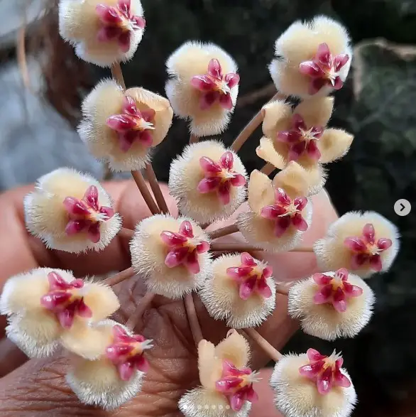 Hoya Imbricata Flowers