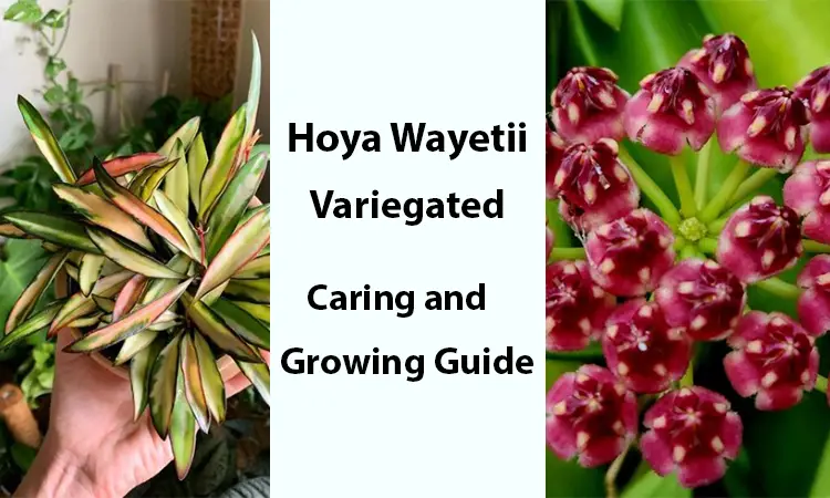 Hoya Wayetii Variegated Bloom, Care Guide, Flower Smell