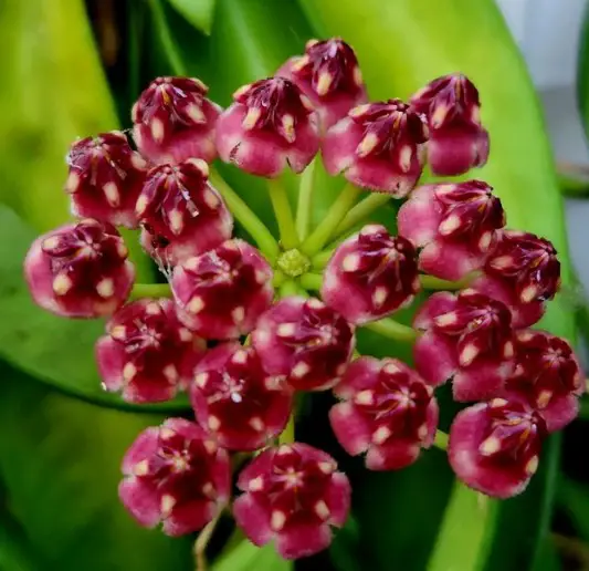 Hoya Wayetii Variegated Flower Smell